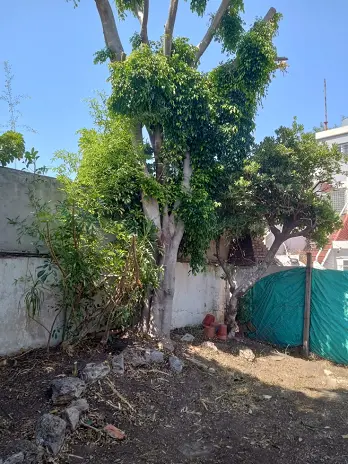 📍 Servicio de Desmalezado de Terreno en Saavedra – CABA, Buenos Aires - imagen 14