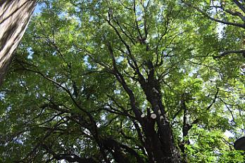 Poda de Altura de Enorme Árbol en Patio de una Casa en Chacarita - CABA -  Buenos Aires 