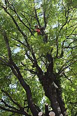 Poda de Altura de Enorme Árbol en Patio de una Casa en Chacarita - CABA -  Buenos Aires  - imagen 1