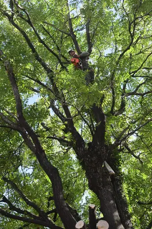 Poda de Altura de Enorme Árbol en Patio de una Casa en Chacarita - CABA -  Buenos Aires  - imagen 1
