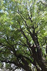 Poda de Altura de Enorme Árbol en Patio de una Casa en Chacarita - CABA -  Buenos Aires  - imagen 2