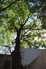 Poda de Altura de Enorme Árbol en Patio de una Casa en Chacarita - CABA -  Buenos Aires  - imagen 3