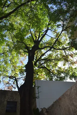 Poda de Altura de Enorme Árbol en Patio de una Casa en Chacarita - CABA -  Buenos Aires  - imagen 3