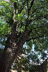 Poda de Altura de Enorme Árbol en Patio de una Casa en Chacarita - CABA -  Buenos Aires  - imagen 4