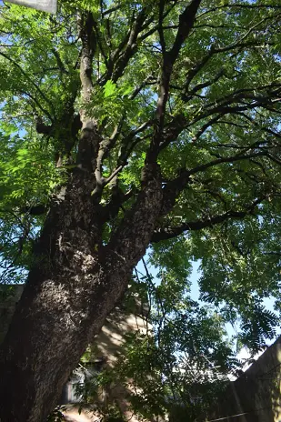 Poda de Altura de Enorme Árbol en Patio de una Casa en Chacarita - CABA -  Buenos Aires  - imagen 7
