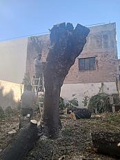 Poda de Altura de Enorme Árbol en Patio de una Casa en Chacarita - CABA -  Buenos Aires  - imagen 5