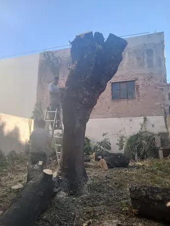 Poda de Altura de Enorme Árbol en Patio de una Casa en Chacarita - CABA -  Buenos Aires  - imagen 8