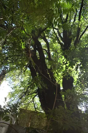 Poda de Altura de Enorme Árbol en Patio de una Casa en Chacarita - CABA -  Buenos Aires  - imagen 9