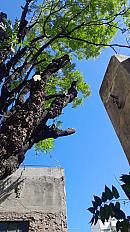 Poda de Altura de Enorme Árbol en Patio de una Casa en Chacarita - CABA -  Buenos Aires  - imagen 13