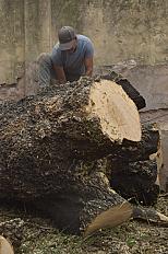 Poda de Altura de Enorme Árbol en Patio de una Casa en Chacarita - CABA -  Buenos Aires  - imagen 14