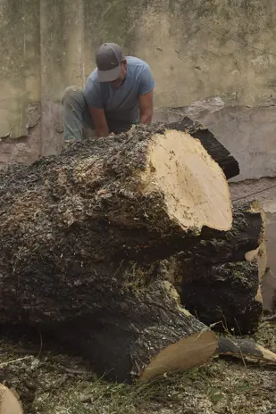 Poda de Altura de Enorme Árbol en Patio de una Casa en Chacarita - CABA -  Buenos Aires  - imagen 11