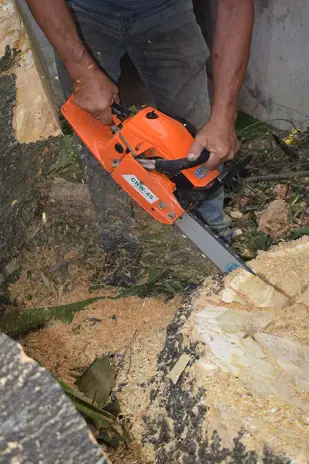 Poda de Altura de Enorme Árbol en Patio de una Casa en Chacarita - CABA -  Buenos Aires  - imagen 13