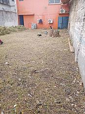 Servicio de Desmalezado de Terreno en Tortuguitas - Tigre - imagen 3