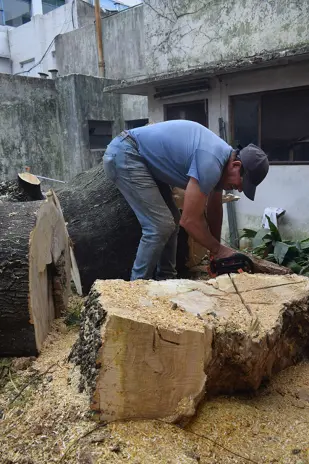 Poda de Altura de Enorme Árbol en Patio de una Casa en Chacarita - CABA -  Buenos Aires  - imagen 14