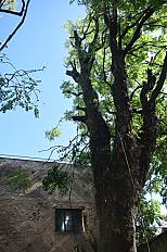 Poda de Altura de Enorme Árbol en Patio de una Casa en Chacarita - CABA -  Buenos Aires  - imagen 18