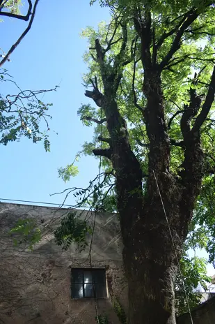 Poda de Altura de Enorme Árbol en Patio de una Casa en Chacarita - CABA -  Buenos Aires  - imagen 15