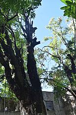 Poda de Altura de Enorme Árbol en Patio de una Casa en Chacarita - CABA -  Buenos Aires  - imagen 19