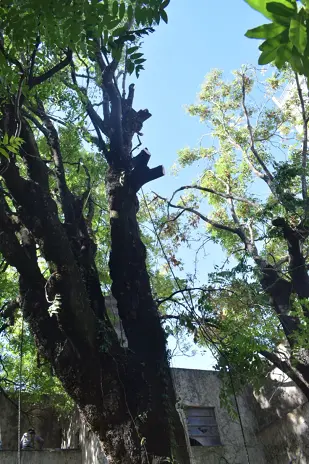 Poda de Altura de Enorme Árbol en Patio de una Casa en Chacarita - CABA -  Buenos Aires  - imagen 16