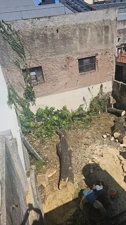 Poda de Altura de Enorme Árbol en Patio de una Casa en Chacarita - CABA -  Buenos Aires  - imagen 17