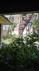 Poda de Altura de Enorme Árbol en Patio de una Casa en Chacarita - CABA -  Buenos Aires  - imagen 21