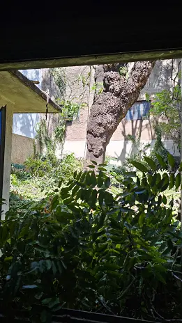 Poda de Altura de Enorme Árbol en Patio de una Casa en Chacarita - CABA -  Buenos Aires  - imagen 18