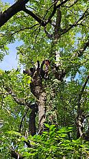 Poda de Altura de Enorme Árbol en Patio de una Casa en Chacarita - CABA -  Buenos Aires  - imagen 22