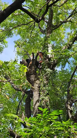 Poda de Altura de Enorme Árbol en Patio de una Casa en Chacarita - CABA -  Buenos Aires  - imagen 19