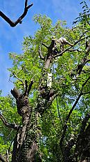 Poda de Altura de Enorme Árbol en Patio de una Casa en Chacarita - CABA -  Buenos Aires  - imagen 23