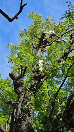 Poda de Altura de Enorme Árbol en Patio de una Casa en Chacarita - CABA -  Buenos Aires  - imagen 20
