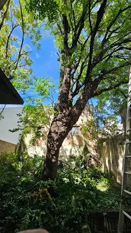 Poda de Altura de Enorme Árbol en Patio de una Casa en Chacarita - CABA -  Buenos Aires  - imagen 21