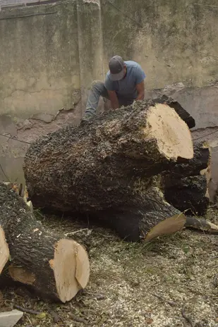 Poda de Altura de Enorme Árbol en Patio de una Casa en Chacarita - CABA -  Buenos Aires  - imagen 22