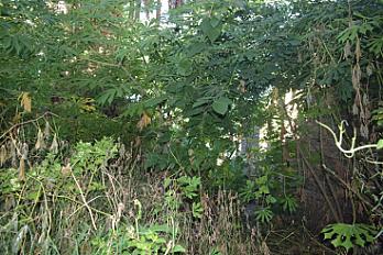 📍 Servicio de Desmalezado y Limpieza de Terreno en San Martín – Buenos Aires