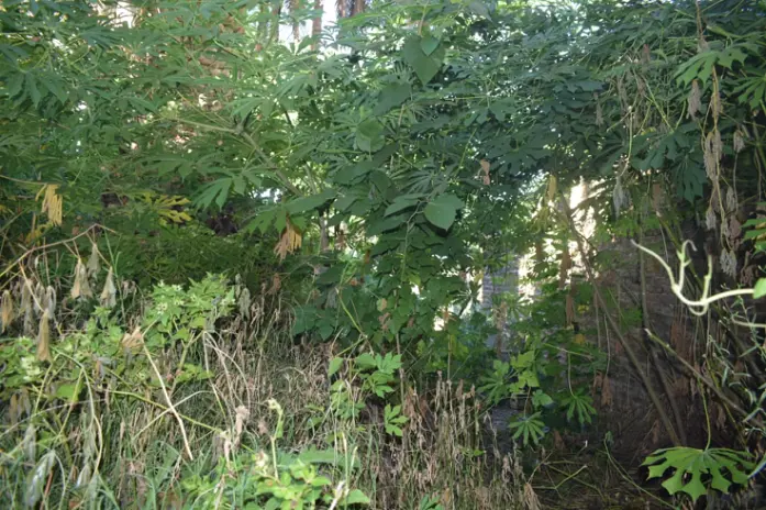 📍 Servicio de Desmalezado y Limpieza de Terreno en San Martín – Buenos Aires