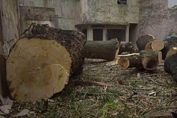 Poda de Altura de Enorme Árbol en Patio de una Casa en Chacarita - CABA -  Buenos Aires  - imagen 27