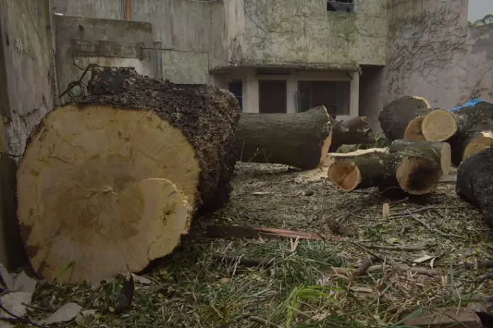 Poda de Altura de Enorme Árbol en Patio de una Casa en Chacarita - CABA -  Buenos Aires  - imagen 24