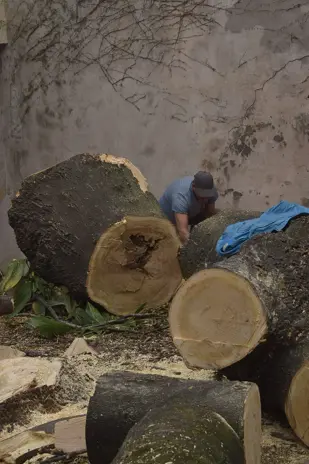 Poda de Altura de Enorme Árbol en Patio de una Casa en Chacarita - CABA -  Buenos Aires  - imagen 25