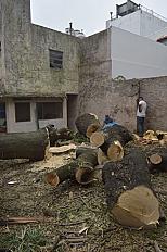 Poda de Altura de Enorme Árbol en Patio de una Casa en Chacarita - CABA -  Buenos Aires  - imagen 29