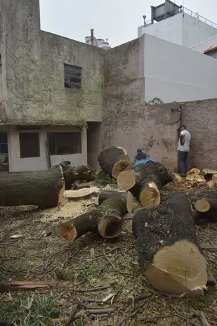 Poda de Altura de Enorme Árbol en Patio de una Casa en Chacarita - CABA -  Buenos Aires  - imagen 26