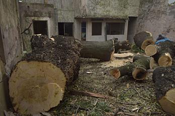 Poda de Altura de Enorme Árbol en Patio de una Casa en Chacarita - CABA -  Buenos Aires  - imagen 30