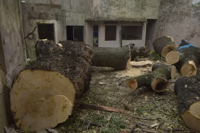 Poda de Altura de Enorme Árbol en Patio de una Casa en Chacarita - CABA -  Buenos Aires  - imagen 27