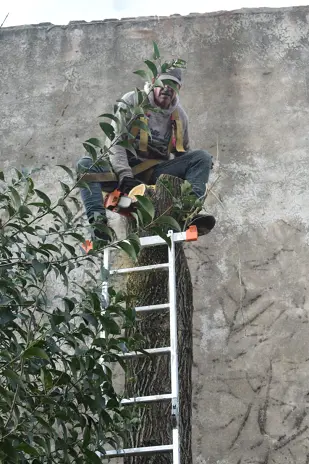 Poda de Altura y Despeje de Terreno en San Martín, Buenos Aires