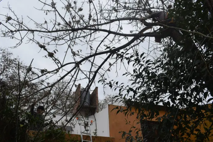 Poda de Altura y Despeje de Terreno en San Martín, Buenos Aires - imagen 2