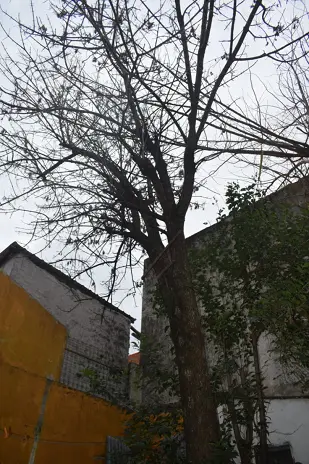 Poda de Altura y Despeje de Terreno en San Martín, Buenos Aires - imagen 3
