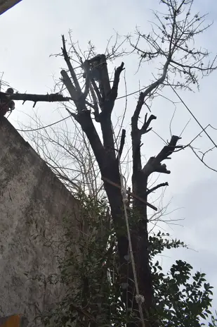 Poda de Altura y Despeje de Terreno en San Martín, Buenos Aires - imagen 7