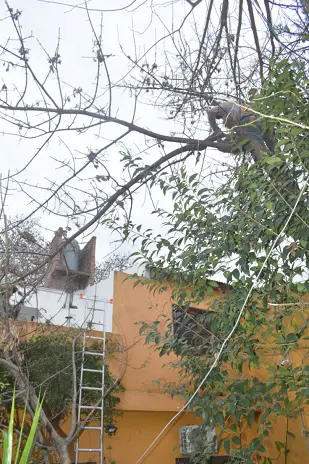 Poda de Altura y Despeje de Terreno en San Martín, Buenos Aires - imagen 8