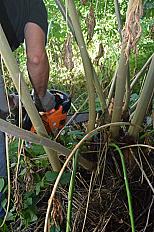 📍 Servicio de Desmalezado y Limpieza de Terreno en San Martín – Buenos Aires - imagen 1