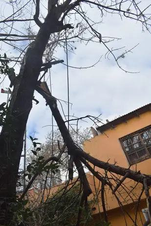 Poda de Altura y Despeje de Terreno en San Martín, Buenos Aires - imagen 9