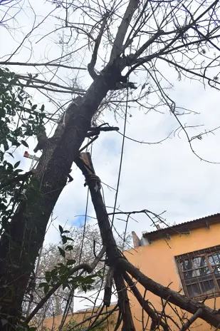 Poda de Altura y Despeje de Terreno en San Martín, Buenos Aires - imagen 10