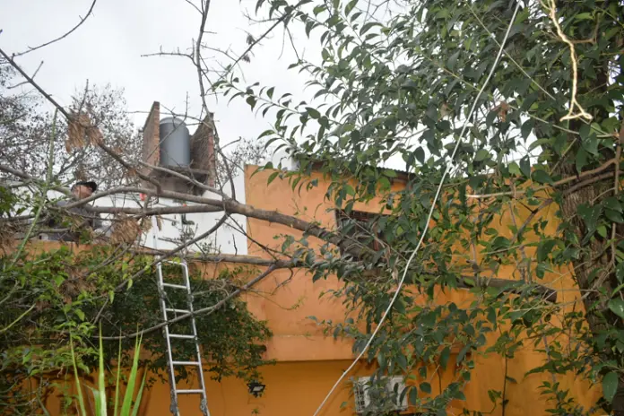 Poda de Altura y Despeje de Terreno en San Martín, Buenos Aires - imagen 11