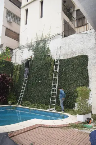 Desmalezado y Retiro de Enredadera en un Consorcio de Parque Chacabuco - imagen 3